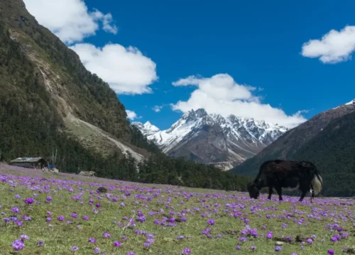 Mystical Sikkim & Darjeeling 7 Day Himalayan Retreat